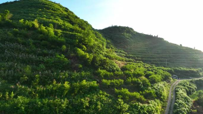 航拍冷水江水云峰高山黄桃种植基地3