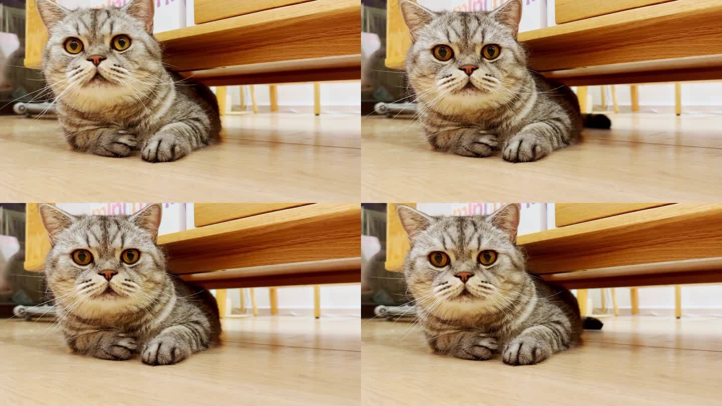 猫咪在木地板上舔毛特写镜头