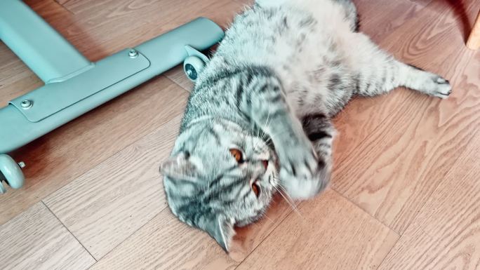 猫咪在木地板上舔毛特写镜头