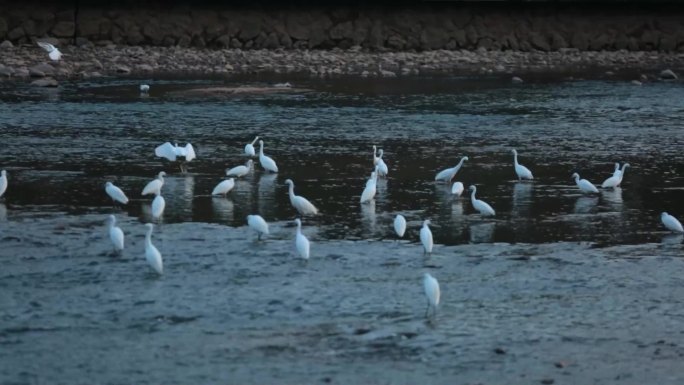 一群白鹭在溪边捕食