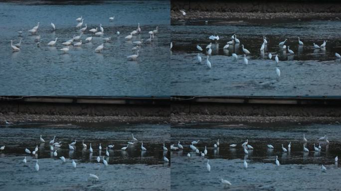 一群白鹭在溪边捕食