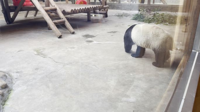 秋季秦岭野生动物园能猫动物园游玩西安旅游