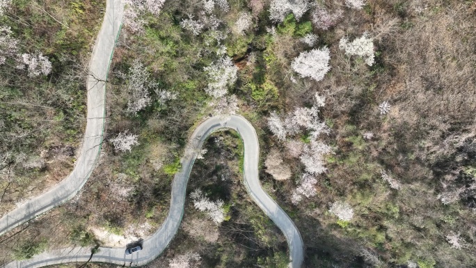 俯拍蜿蜒盘旋山路边的樱花
