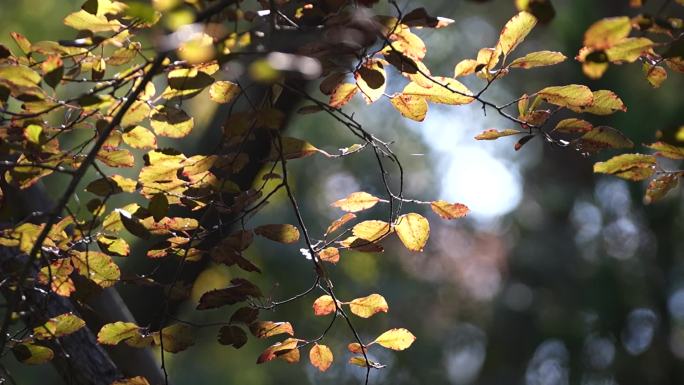 秋日光影下的树叶