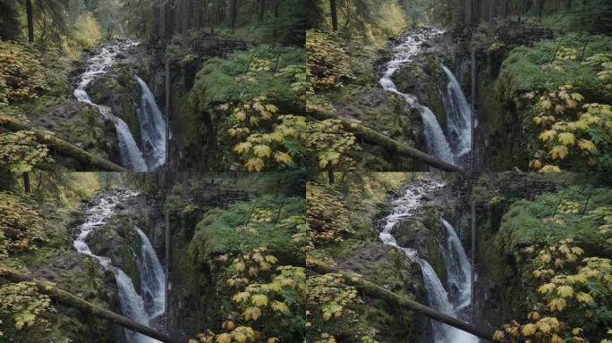 美国华盛顿奥林匹克国家公园，苍翠繁茂的热带雨林景观中，老树上的索尔·杜克瀑布