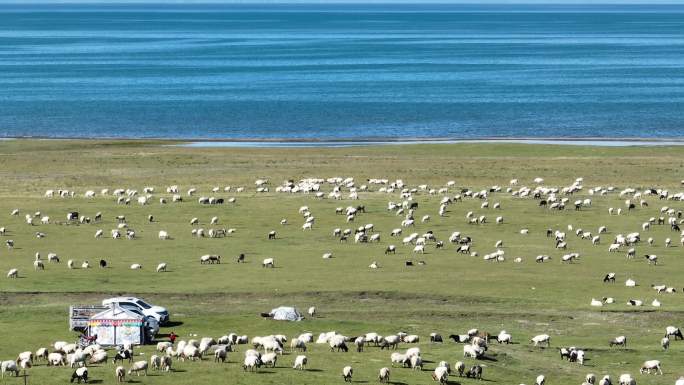 青海湖沿线羊群草原风光航拍