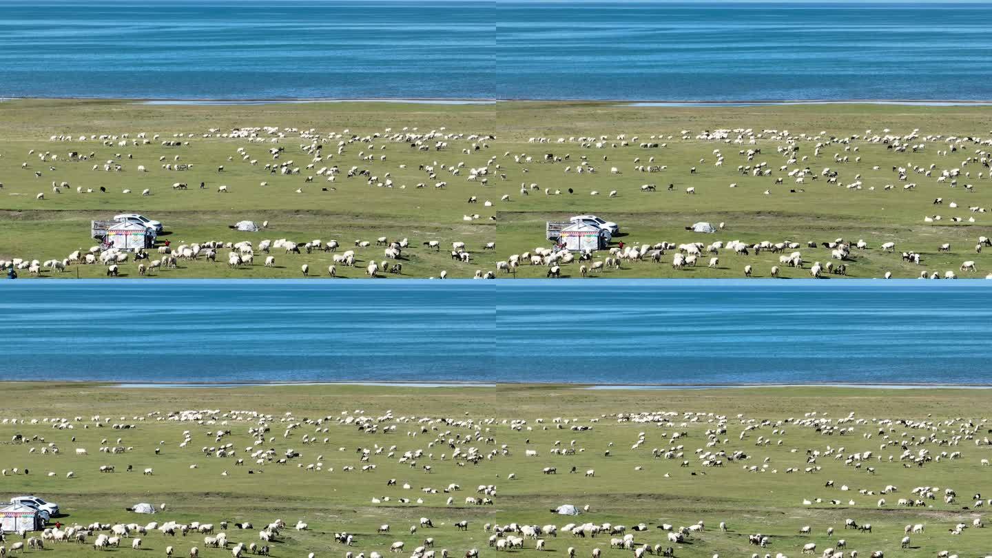 青海湖沿线羊群草原风光航拍