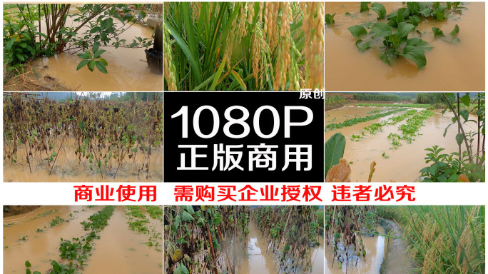 台风过后农业受害 洪涝农作物受损