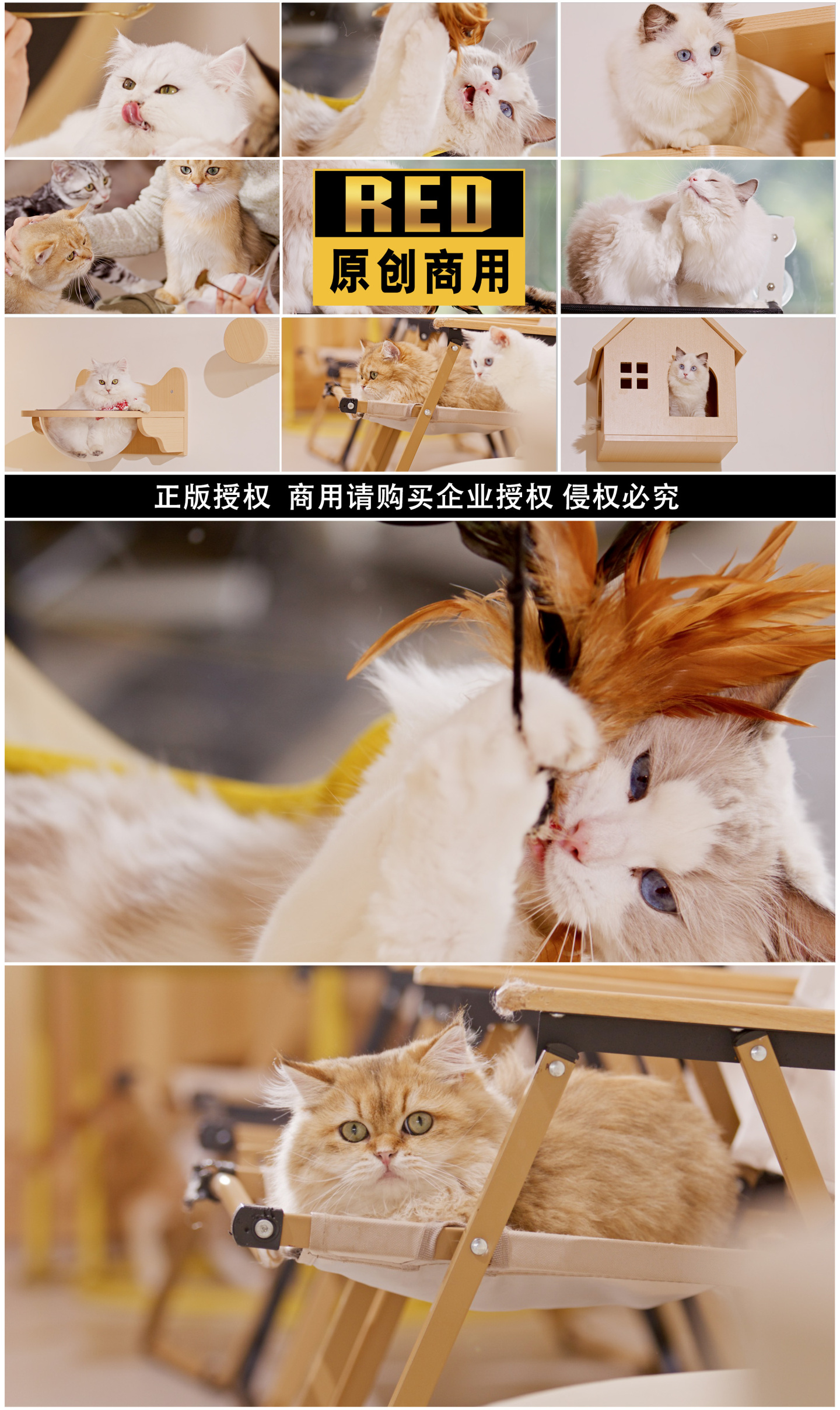 猫宠物猫布偶猫小猫