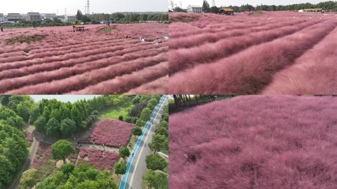 春天粉黛花海