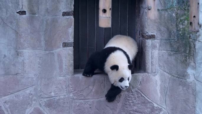 大熊猫爬窗户渝爱渝可
