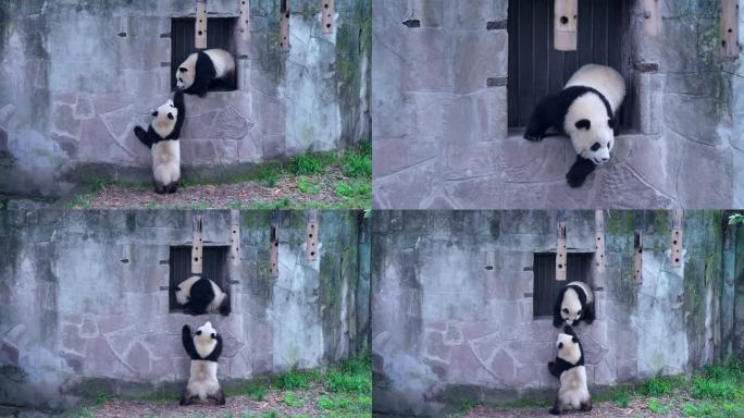 大熊猫爬窗户渝爱渝可