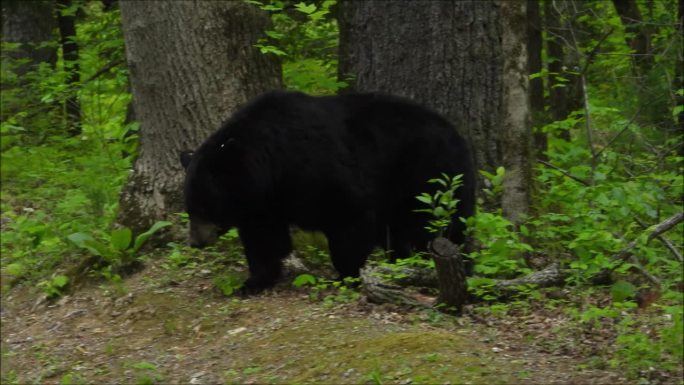 田纳西州卡德斯湾斯莫基山国家公园的黑熊