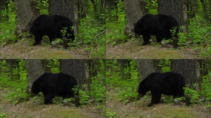 田纳西州卡德斯湾斯莫基山国家公园的黑熊