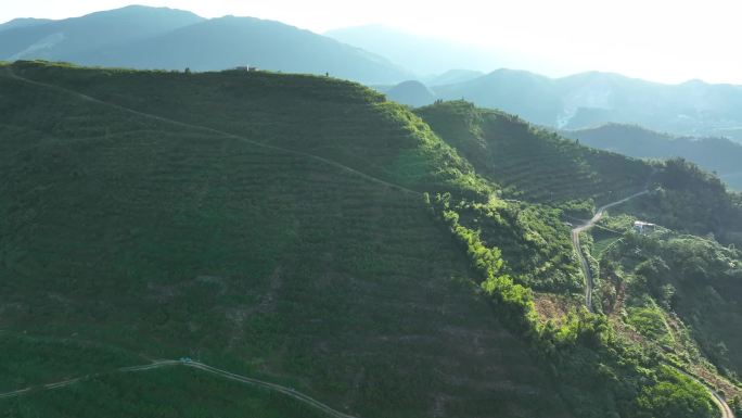 航拍冷水江水云峰高山黄桃种植基地合集2