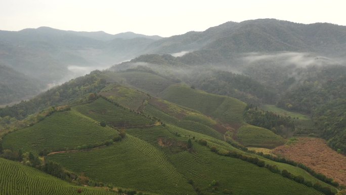 航拍 山 绿色 茶树 茶山