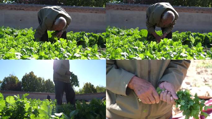 九十岁老人摘香菜