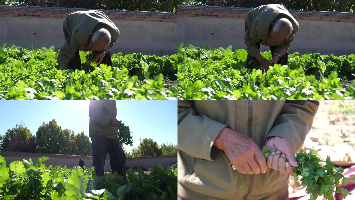 九十岁老人摘香菜