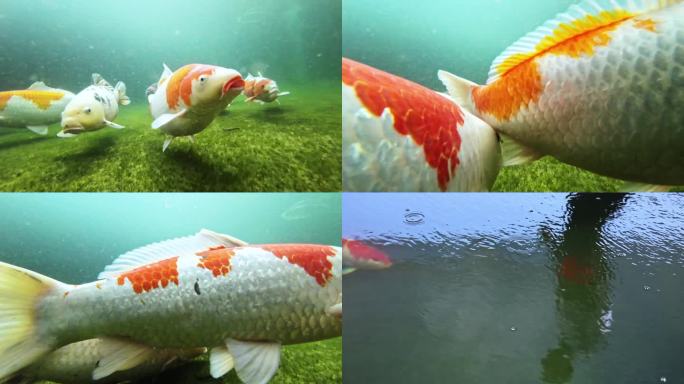4k锦鲤水下拍摄
