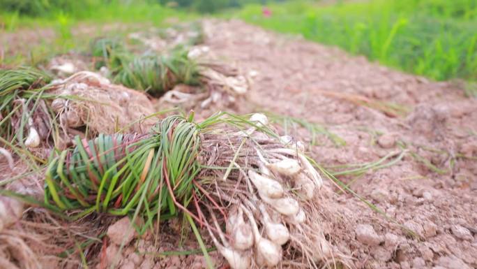 实拍常德津市藠头种植基地收藠头