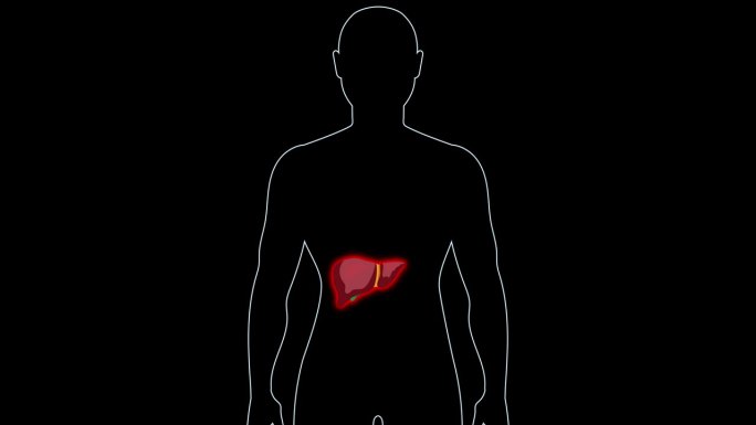 肝病的医学动画。人体，黑色背景上的红色器官。医学技术理念。4 k循环