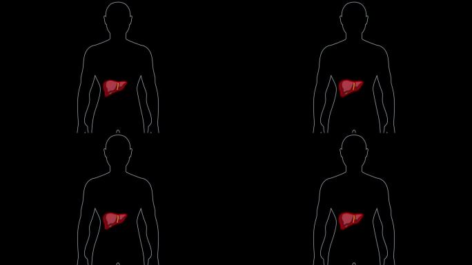 肝病的医学动画。人体，黑色背景上的红色器官。医学技术理念。4 k循环