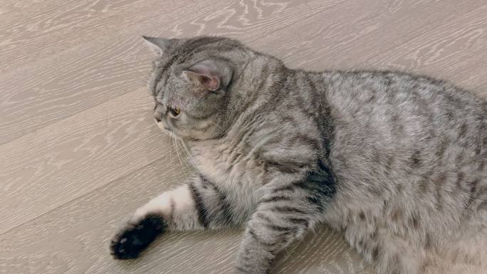 猫咪躺在地板上休息的特写镜头