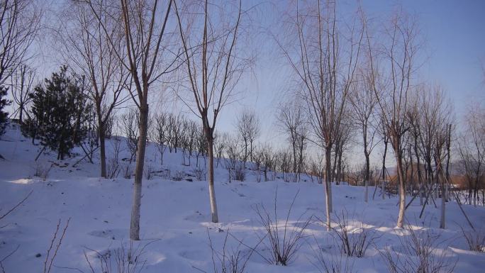 公园雪景 银装世界