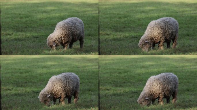 喂羊，弗吉尼亚夏日羊羊视频素材羊羊羊羊羊