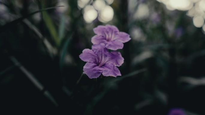 盛开的蓝草花慢镜头特写