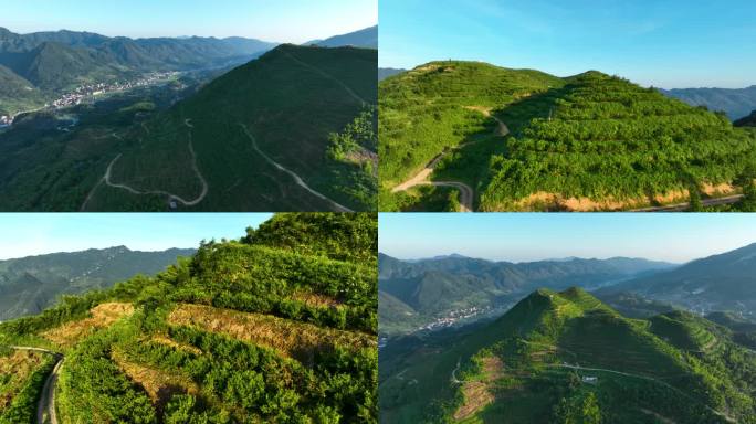 航拍冷水江水云峰高山黄桃种植基地合集