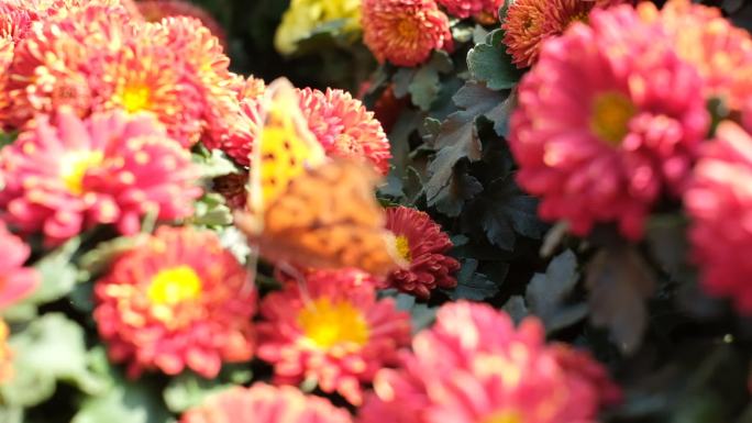 一只蝴蝶在盛开的菊花上采花粉