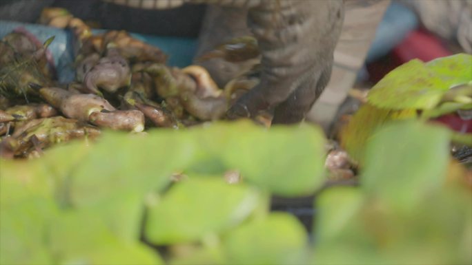 湖北荆州菱角采摘 池塘作物采摘 生态农业