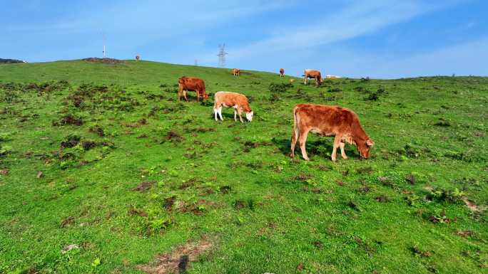 乌蒙大草原散养牛群吃草