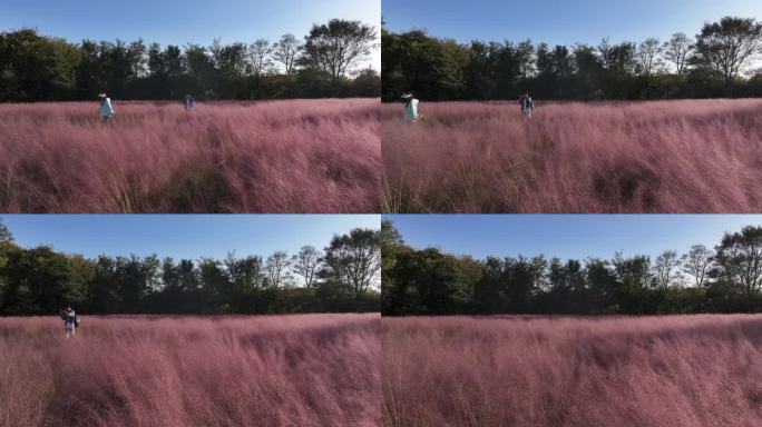 航拍威海刘公岛上的粉黛乱子草花园