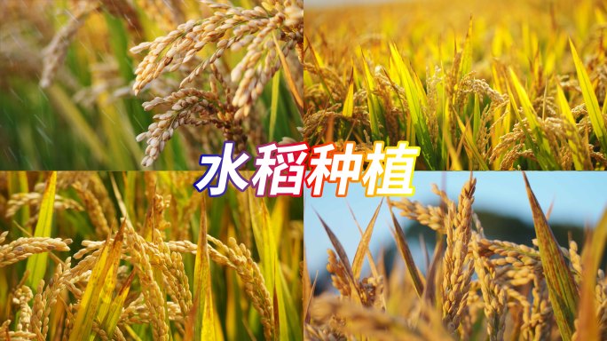 秋天水稻丰收三农乡村振兴
