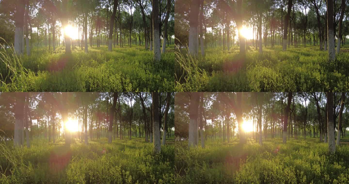河边日出晨曦清晨太阳光芒透过树林光影变化
