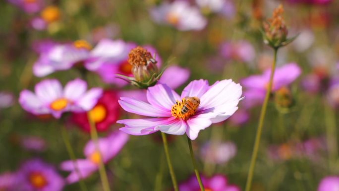 格桑花蜜蜂采蜜