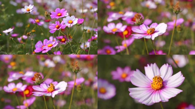 格桑花蜜蜂采蜜