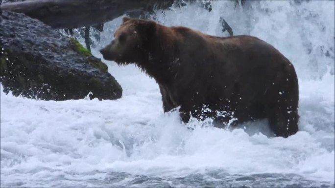 AK布鲁克斯河卡特迈国家公园的熊