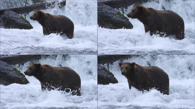 AK布鲁克斯河卡特迈国家公园的熊