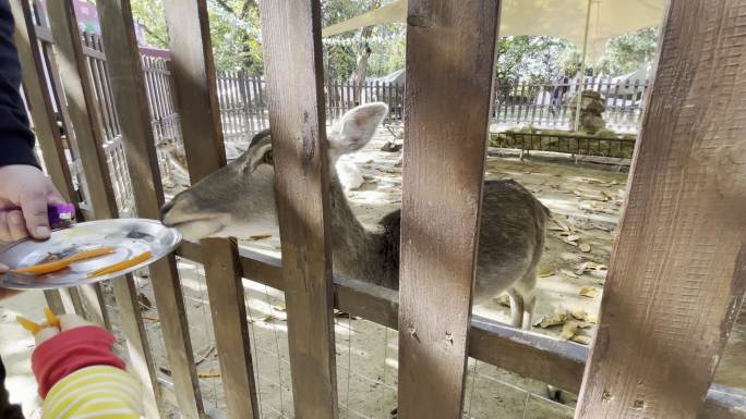 秋季秦岭野生动物园鹿动物园游玩西安旅游