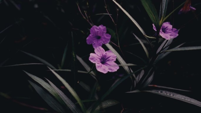 盛开的蓝草花慢镜头特写