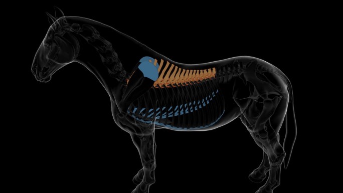 胸椎马骨架解剖医学概念3D渲染