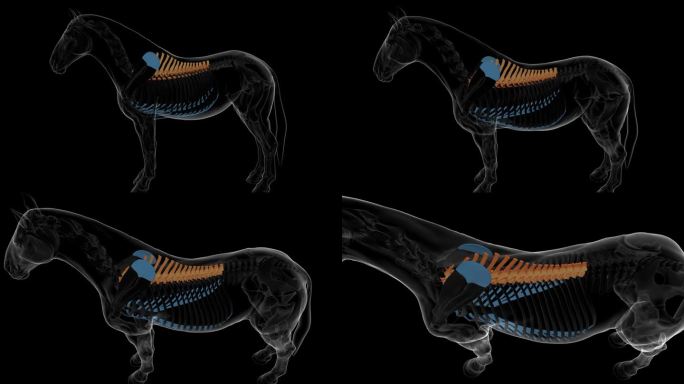 胸椎马骨架解剖医学概念3D渲染