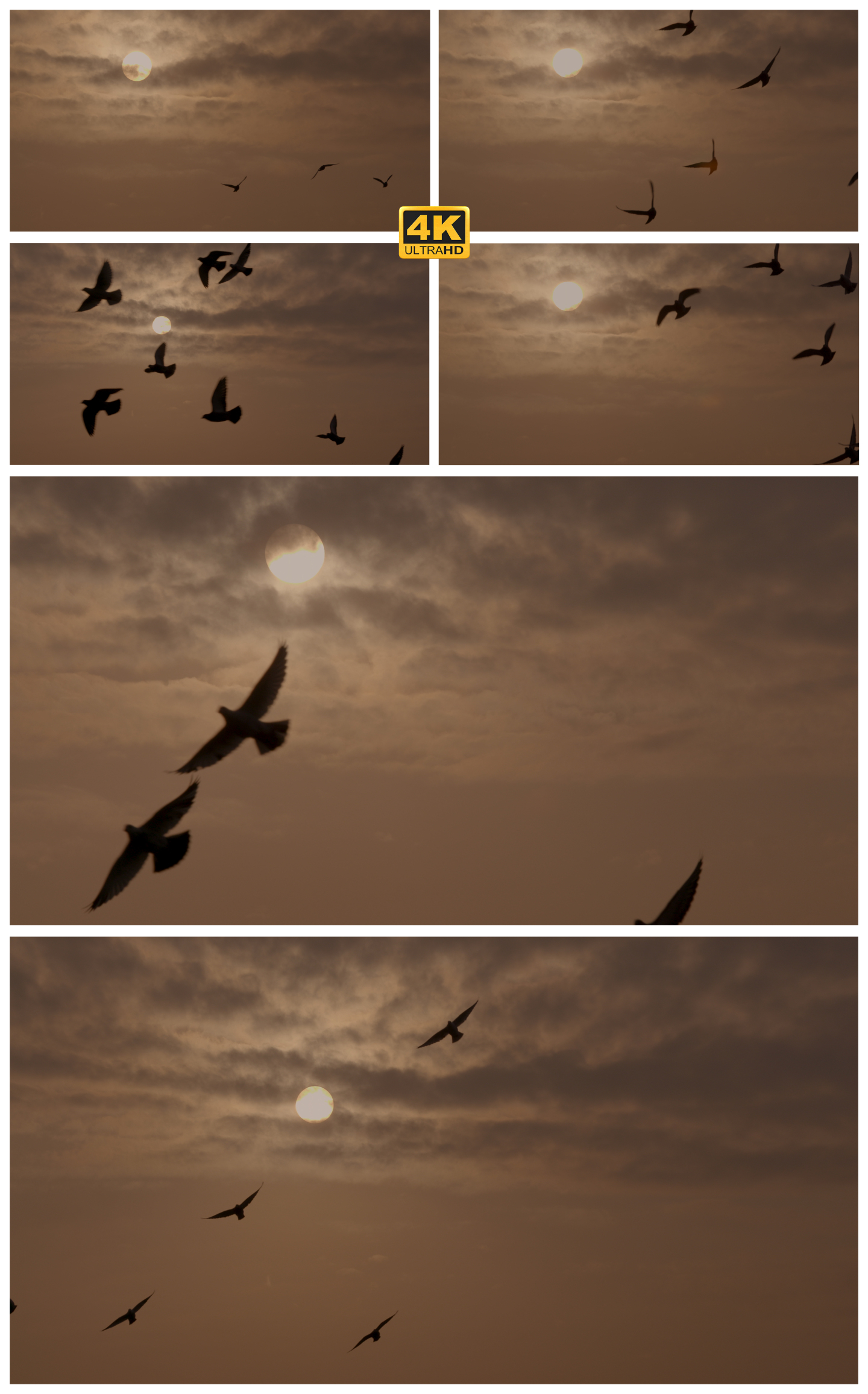 朝阳下的飞鸟朝阳下的鸟群