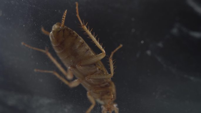 蟑螂爬行被毒死蟑螂蟑螂特写蟑螂在地上挣扎
