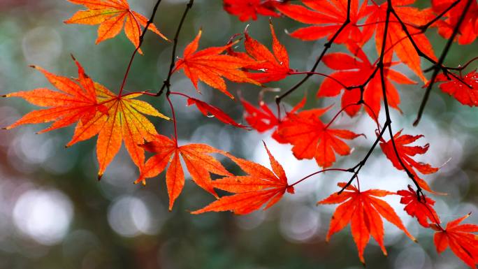 秋天唯美的枫树枫叶，秋色秋景的氛围感