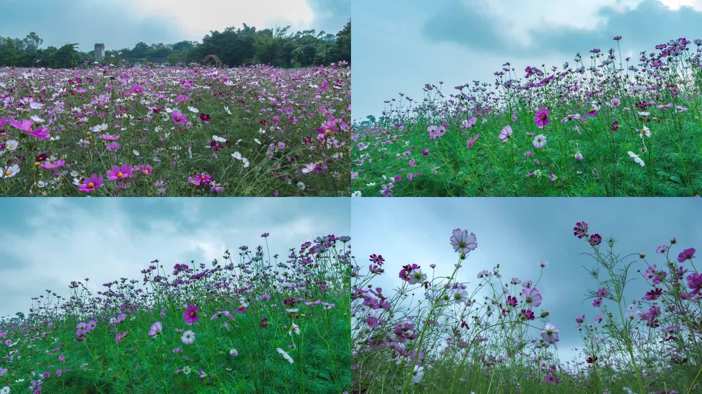 观澜版画村格桑花延时三段集