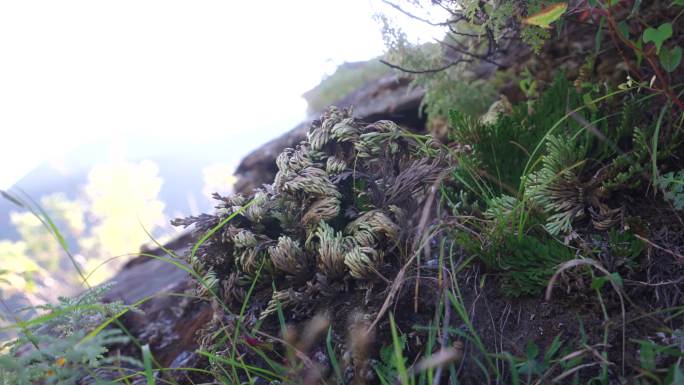 卷柏 还魂草 高山植物 植被 中药